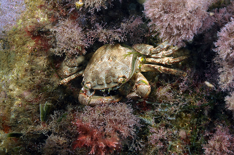 Pachygrapsus marmoratus cambia il carapace